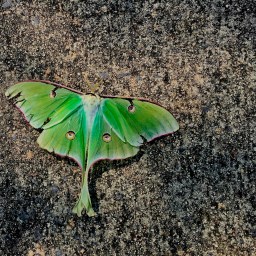 The Week That Was, or Red Planet Aligned