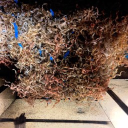 The Week That Was, or Emptiness, Eagles, and Snow